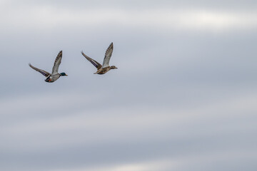 Northern shoveler in flight.