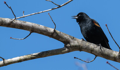 Red-winged blackbird.