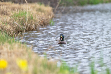 Closeup of a mallard ducks.