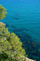 Crystal blue see through water and pine trees