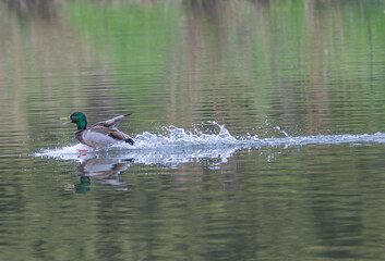 Closeup of a mallard ducks.