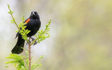 Closeup of a red-winged blackbird.