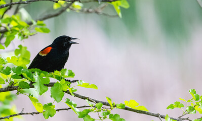 Red-winged blackbird.