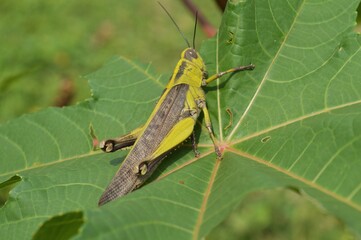 Fototapeta premium beautiful grasshopper 