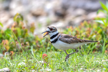 Closeup of a killdeer.