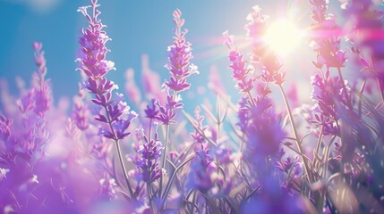 Lovely lavender blossoms under the bright summer sun