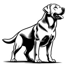 Happy Labrador retriever in full-body, black and white vector sketch isolated on transparent background