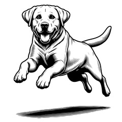 Happy Labrador retriever in full-body, black and white vector sketch isolated on transparent background