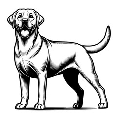 Happy Labrador retriever in full-body, black and white vector sketch isolated on transparent background