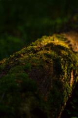 Forest moss close-up