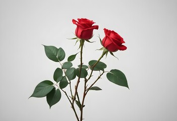 Red rose on a clean background. concept of love, mother's day, valentine's Day. 