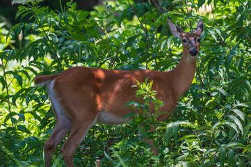 Deer outdoors in summer. Bright green leaves in the background.