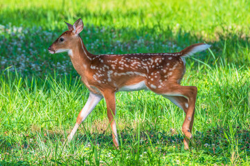 Deer outdoors in summer. Bright green leaves in the background.