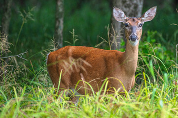 Deer outdoors in summer. Bright green leaves in the background.