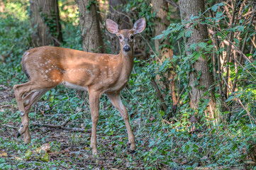 Deer outdoors in summer. Bright green leaves in the background.