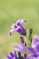 Canterbury bell blue flowers in close up