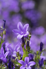 Canterbury bell blue flowers in close up