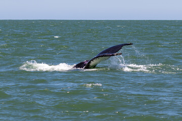 Obraz premium Tail of humpback whale (Megaptera novaeangliae) above water as it begins to dive. Water streaming off flukes. Off the coast of Monterey, California. 