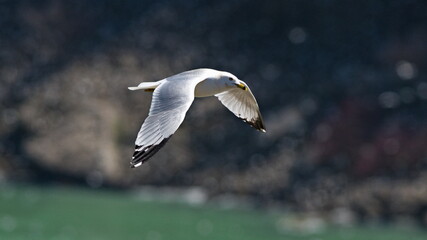White Bird Soaring Over Niagara Falls