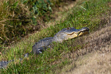 American alligator (Alligator mississippiensis) lying in the grass near a lake in Orlandi, Florida. Plants in the background. 
