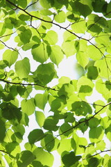 逆光で撮影した新緑のシナノキ