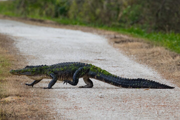 American alligator (Alligator mississippiensis) crossing a footpath near a lake in Orlando, Florida. 
