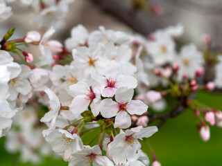 公園に咲いた桜の花と蕾