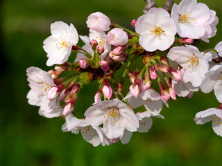 公園に咲いた桜の花と蕾