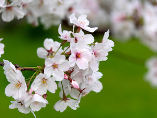 公園に咲いた桜の花と蕾