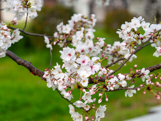 公園に咲いた桜の花と蕾