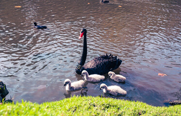 black swan and chicks