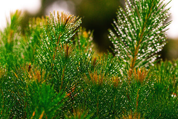 needle leaf with dew