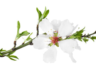 Fototapeta premium Tree branch with beautiful blossoms isolated on white. Spring season