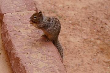 Ground squirrel