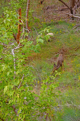 Mule deer along the Virgin River