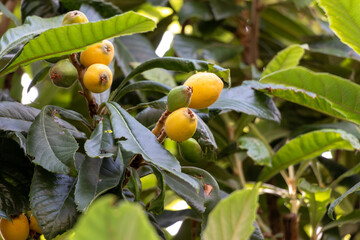 オレンジ色の果実をつけたビワの木