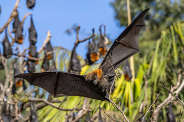 Grey-headed Flying Fox coming in to roost in trees