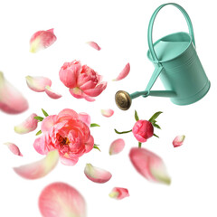 Watering can and coral peonies in air on white background