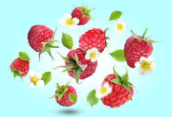 Ripe raspberries and flowers in air on light blue background