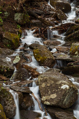 Stream in the Smokies