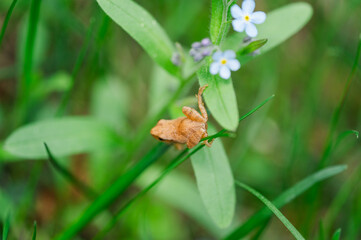 frog on flower 