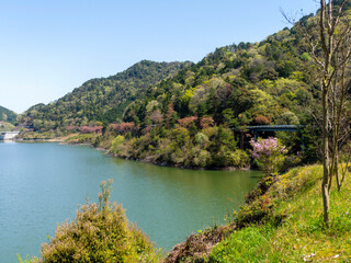 展望台から見る春の滝畑ダム