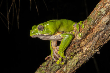 The colorful and ancient Kambo frog secretes a highly toxic substance to defend itself from predators. In the Amazon, various indigenous tribes used the poison of this frog as part of their customs.