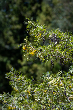 Yellow flowers blooming on a Māmane tree, also called Sophora Chrysophylla, Hosmer Grove, Haleakalā National Park, Maui, Hawaii
