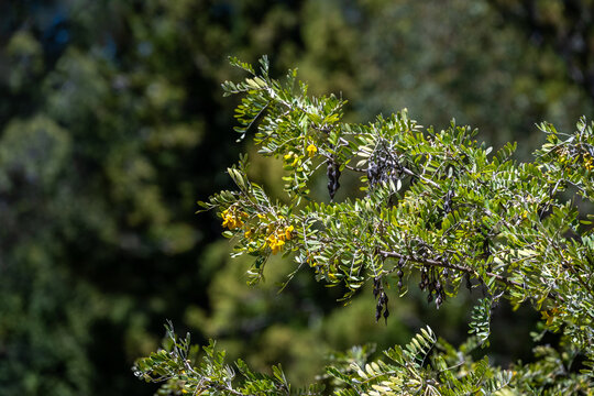 Yellow flowers blooming on a Māmane tree, also called Sophora Chrysophylla, Hosmer Grove, Haleakalā National Park, Maui, Hawaii
