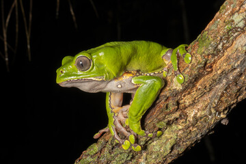 The colorful and ancient Kambo frog secretes a highly toxic substance to defend itself from predators. In the Amazon, various indigenous tribes used the poison of this frog as part of their customs.