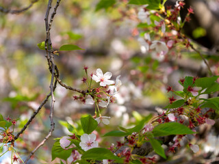 花が散り始めた公園の桜