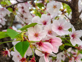 花が散り始めた公園の桜