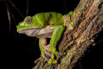The colorful and ancient Kambo frog secretes a highly toxic substance to defend itself from predators. In the Amazon, various indigenous tribes used the poison of this frog as part of their customs.