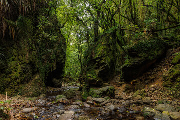 A rock split in half that is in the middle of a trail in a forest. In the foreground runs a stream